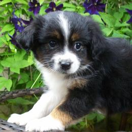 Mabel - Black tri female Miniature Australian Shepherd puppy in Atwood, Illinois from Buck-Run Puppies