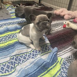 Goose - Fawn and white male French Bulldog puppy in Springfield, Virginia from Pardon My Frenchies