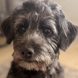 Charlie - Silver male Goldendoodle puppy in Troutman, North Carolina from Timberland Falls Goldendoodles