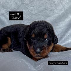 Blue male - Black and rust male Beauceron puppy in Waynesville, Missouri from RiverStyx Beaucerons
