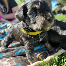 Dottie - Black Miniature Schnauzer puppy in Prescott, Washington from Winona Schnauzers