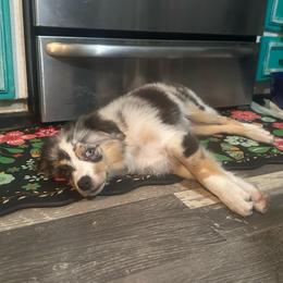 Nimbus - Blue merle male Miniature Australian Shepherd puppy in Interlachen, Florida from Lucky Bones Miniature Australian Shepherds