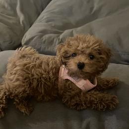 Maltipoo All Grown Up from Minipaws kennel