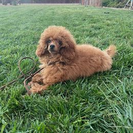 Spicy - Poodle