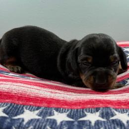 Shadow (CKC) - Black and cream male Dachshund puppy in Live Oak, Florida from Johnson’s Weiner Farm