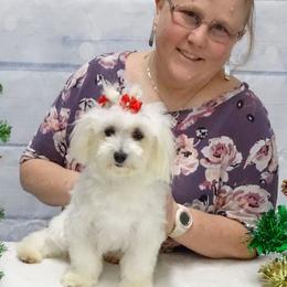 Audrey - Maltipoo