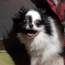 Maltese, Pomeranians, Shih Tzus, and Yorkshire Terriers from Renee's Pups