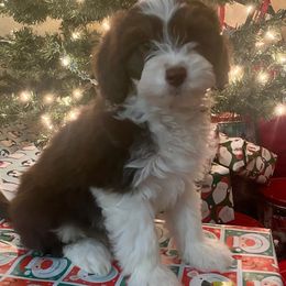 Aussiedoodle, Labradoodle, and Poodle Puppies from Montanas Beartooth Doodles