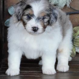Boy 2 - Blue merle male Aussiedoodle puppy in Lawton, Oklahoma from Lindsey’s Aussies