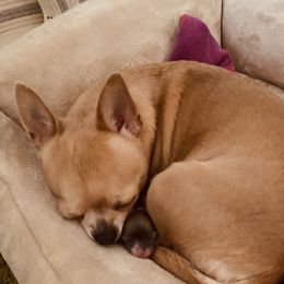 VIE - Chihuahua