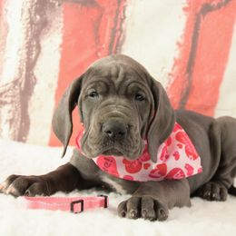 Great Dane puppies from Indigo Blu Danes