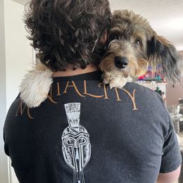 Aussiedoodle Puppies from A Dose Of Doodle