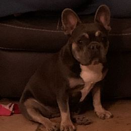 French Bulldogs from Sunryze frenchies