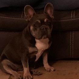 French Bulldogs from Sunryze frenchies