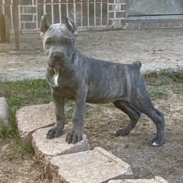 Girl 1 - Gray brindle female Cane Corso puppy in Sienna, Texas from Robinson Elite Corsos
