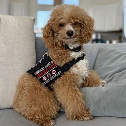 Bear - Poodle