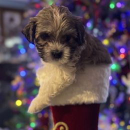 Girl 2 - female Havanese puppy in Bealeton, Virginia from Sonny's Pups