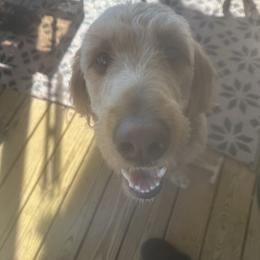 Charlie - Goldendoodle