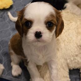 Blenheim Boy 3 - Blenheim male Cavalier King Charles Spaniel puppy in Meridian, Idaho from Reflection Cavaliers