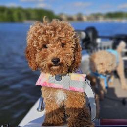 Reba - Cavapoo