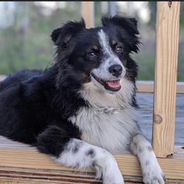 Katie - Toy Australian Shepherd