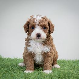 Romeo - Red  male Poodle puppy in Weston, Florida from Miami Toy Poodles