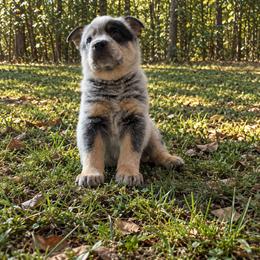 Scout - Blue male Australian Cattle Dog puppy in Scurry, Texas from RedHorizon AKC Australian Cattle Dogs (Heelers)
