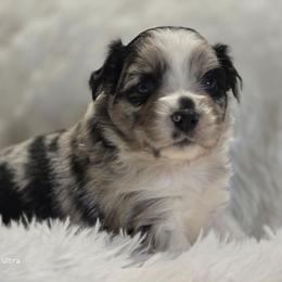 PS.BMF2 - Blue merle female Miniature Australian Shepherd puppy in Deer Lodge, Tennessee from KSH Aussie Haven