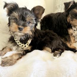 Grey - Black and tan male Yorkshire Terrier puppy in Aurora, Colorado from Kimora’s Kreation’s Kennel