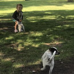 Australian Cattle Dog Puppies from Weleski Chocolate Heelers
