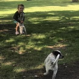 Australian Cattle Dog Puppies from Weleski Chocolate Heelers
