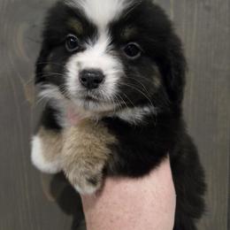 Lilly - Black tri female Miniature American Shepherd puppy in Delta, Ohio from Sunrise Miniature American Shepherds