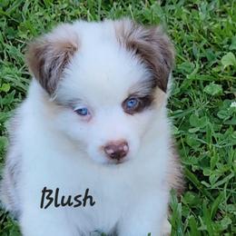 Blush - Red merle female Miniature Australian Shepherd puppy in Waxhaw, North Carolina from Cane Creek Aussies