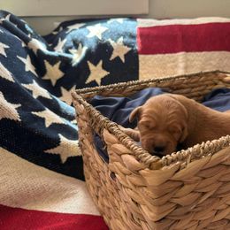 Washington (Blue) - Golden male Golden Retriever puppy in Sandy, Oregon from Treasured K-9s