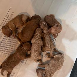 Bennett - Apricot male Goldendoodle puppy in Fairmont, West Virginia from Robin Nelson