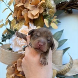 Moose 3750 - Chocolate and cream male Dachshund puppy in Mayville, Michigan from Teenie Little Hearts