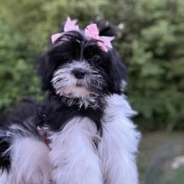 Timara - Black and white female Shih Tzu puppy in Garner, North Carolina from House of Paws Heritage Nursery
