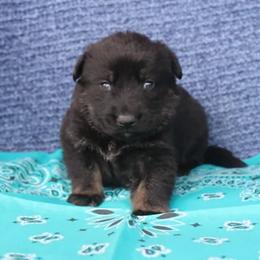 Girl 3 - Bi-color female German Shepherd puppy in Republic, Washington from Von Zobel Haus Kennels