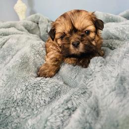 Daisy - Tricolor female Shih Tzu puppy in Hawthorne, Florida from Simply Southern Shihtzus