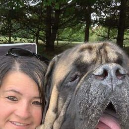 Mastiff All Grown Up from Beaver Creek Mastiffs