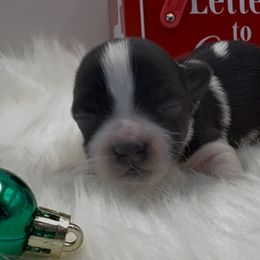Stetson -AKC - Black and white male Havanese puppy in Verden, Oklahoma from Holcombs Puppy Ranch