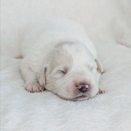 Forest Green - White and tan male Great Pyrenees puppy in Yakima, Washington from Naches Heights Ranch