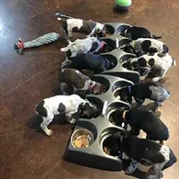 German Shorthaired Pointer Puppies from Ballard Gun Dogs