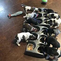 German Shorthaired Pointer Puppies from Ballard Gun Dogs
