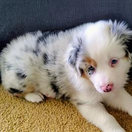 Betty - Blue merle female Australian Shepherd puppy in Wewoka, Oklahoma from OutBack Aussie OutLaws