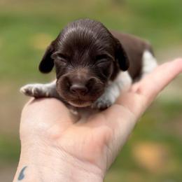 Allen Hummingbird - Boy 3 - Chocolate male Dachshund puppy in Corbin, Kentucky from Steele Half Acre Homestead