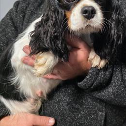 Juno Queen of Gods - Tri-color female Cavalier King Charles Spaniel puppy in Neosho, Missouri from Pups on the Ridge