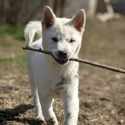 Kishu Kens from Ourou Sou