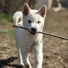 Kishu Kens from Ourou Sou
