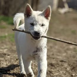 Kishu Kens from Ourou Sou